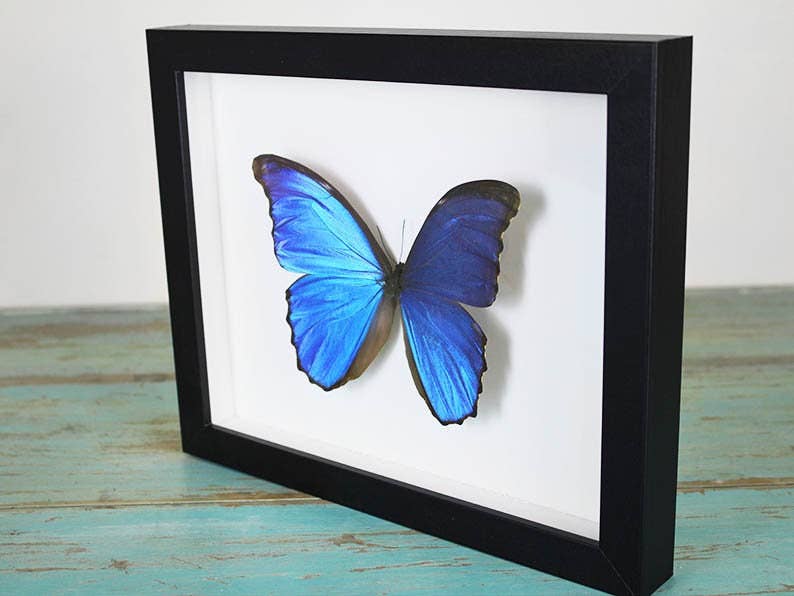 Newman Art Designs - Wholesale Wall Accent - Morpho didius Butterfly in a Frame3