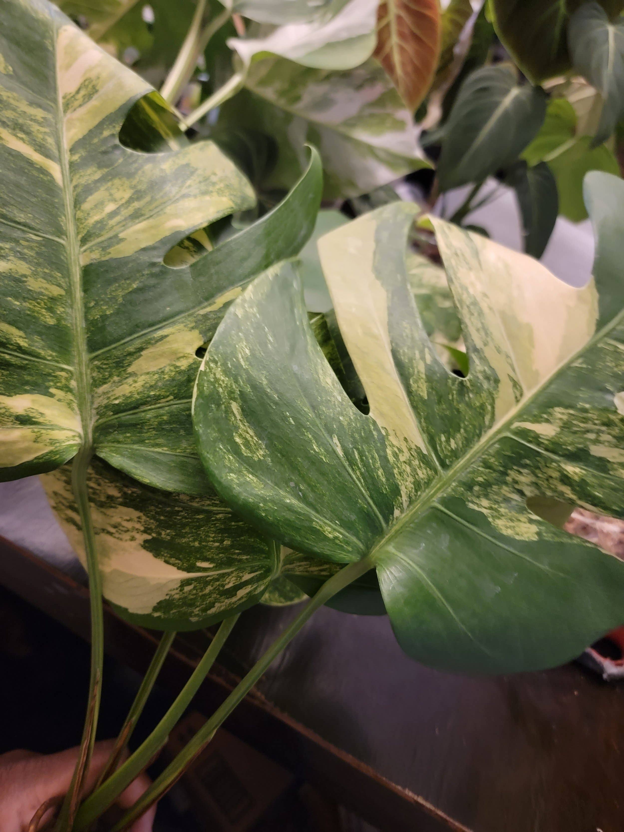 Mosley's Tropical Plants – Großhandel Pflanzen – Monstera Aurea Pflanze mit 1 wurzelndem Blatt3