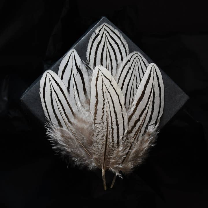 Silver pheasant feathers for wholesale by Plumes Naturelles