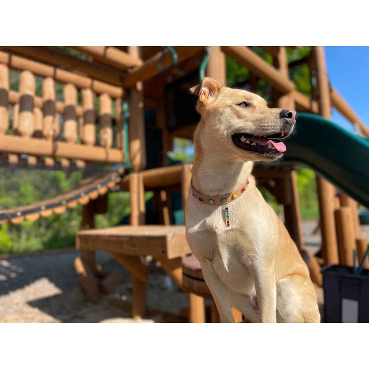 Kheops International - Wholesale Pet Collar - Dog - Vegan Leather Dog Collar - 7 Chakras - Large (Each)1