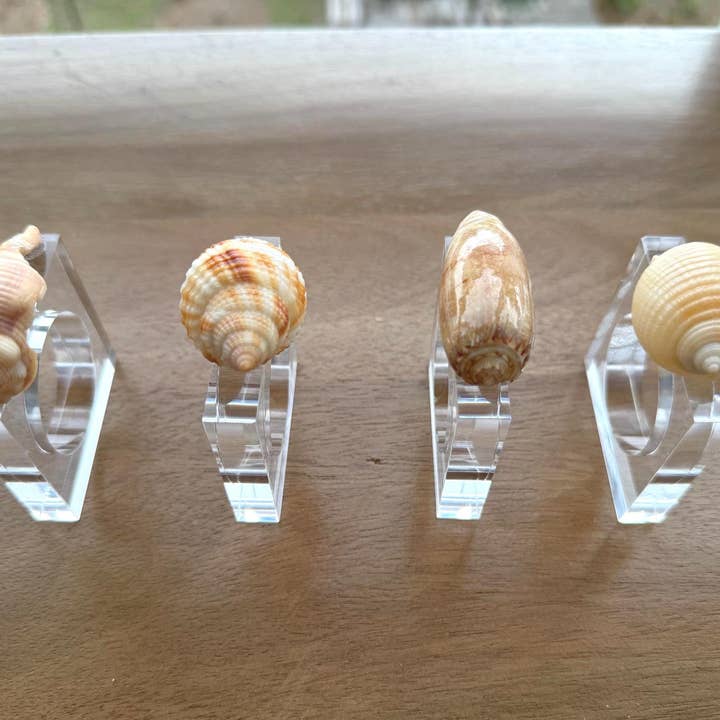 The Ornate Oyster - Wholesale Napkin Ring - Set of 4 Shell Lucite Coastal Style Napkin Rings1