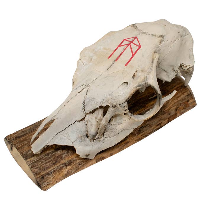 Elkschedel muurhanger met krachtbindrune voor wholesale door Oreamnos Oddities