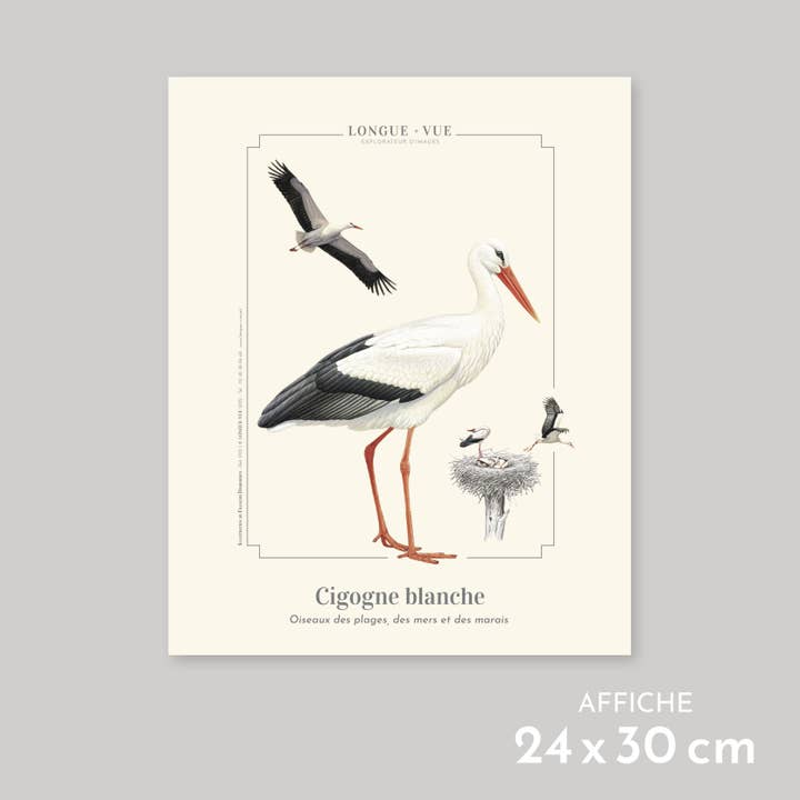 Cigogne blanche - Affiche pour la vente par Longue-vue