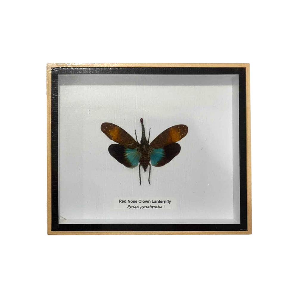 VIE - Wholesale Wall Accent - Framed Insect, Assorted37