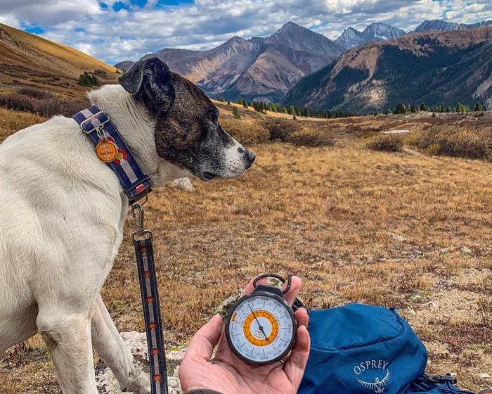 Cycle Dog - Vendita all'ingrosso Collare - Cani - Collare per cani Colorado4