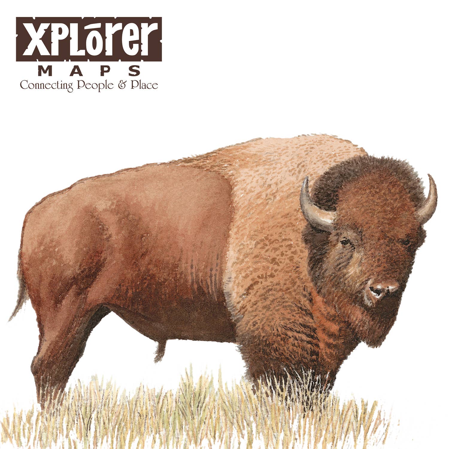 XPLORER MAPS - Wholesale Stationery/Notecard Set - Montana - Name Drop Bison Notecard - Blank1