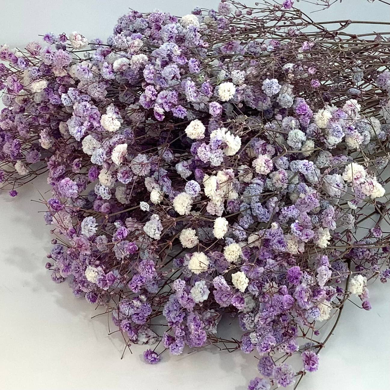 Honeybee and Blossom - Vendita all'ingrosso Fiori secchi/pressati - Fiori secchi per l'alito del bambino7