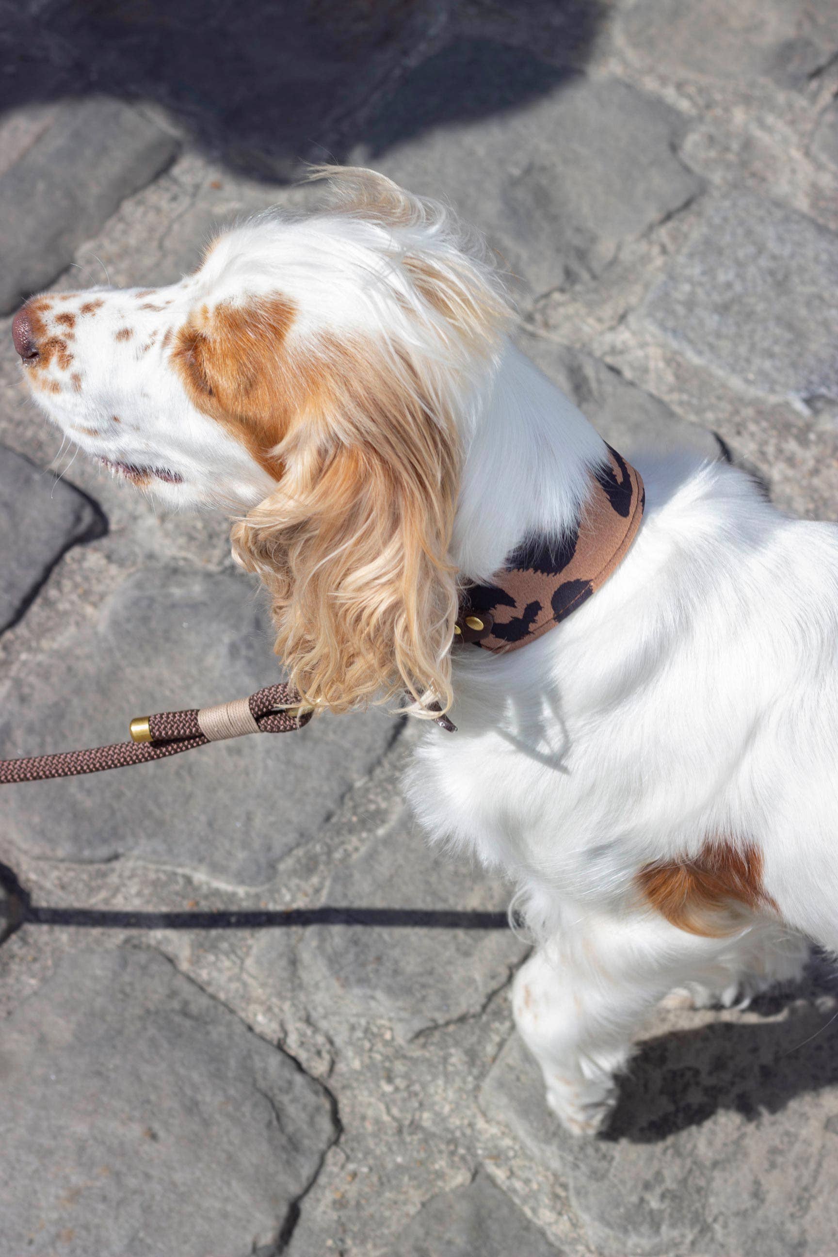 Atelier Markiz - Wholesale Pet Collar - Dog - Wild Necklace3