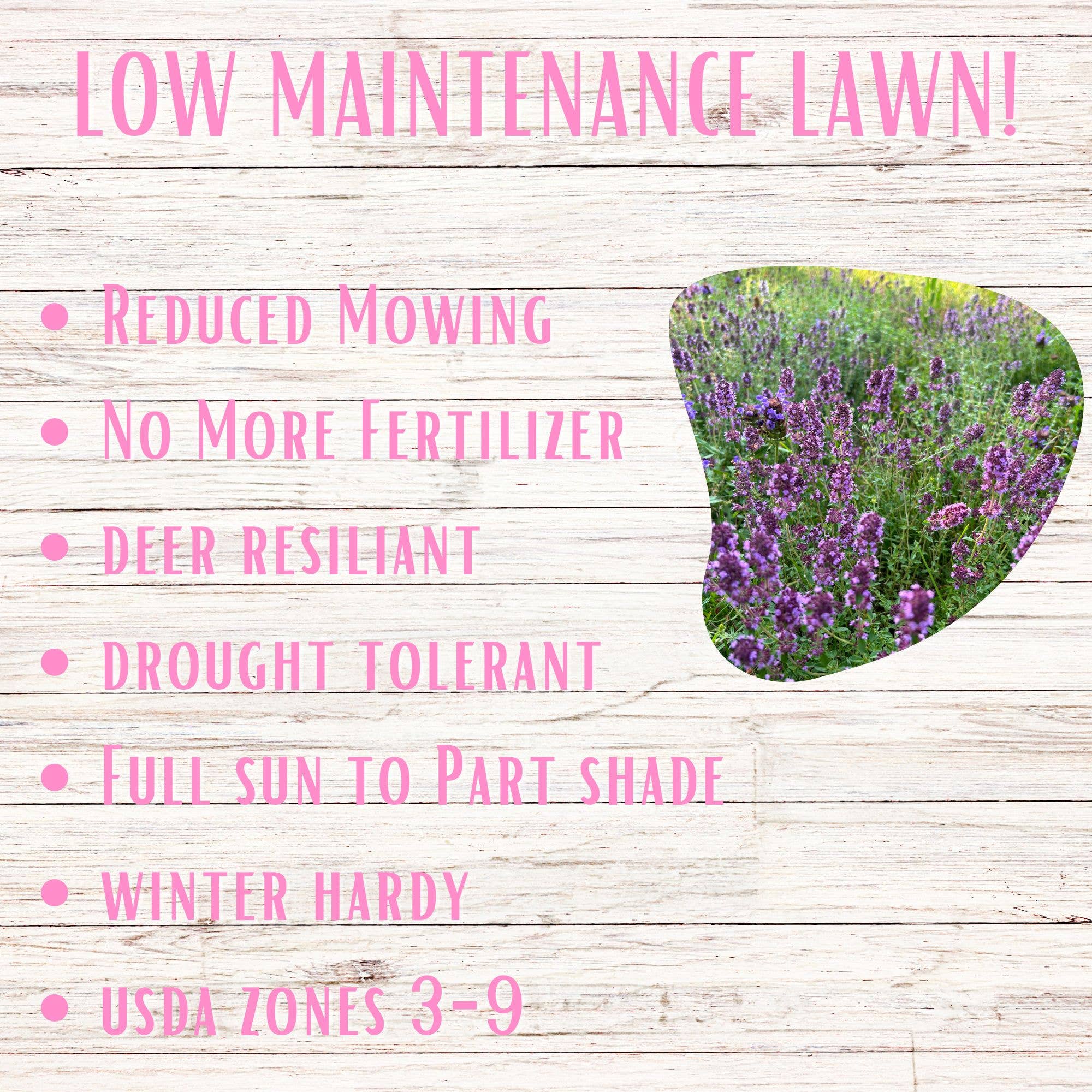 Flawn Seed Kits - Wholesale Plant Seeds - Creeping Thyme Easy Spread Shakers1