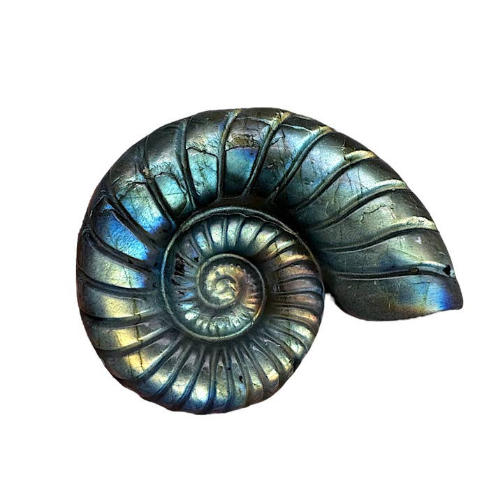 Foliesbijoux - Wholesale Individual Charm/Pendant - Ammonite flat pierced pendant 4.5 x 3.5 cm pierced on the side