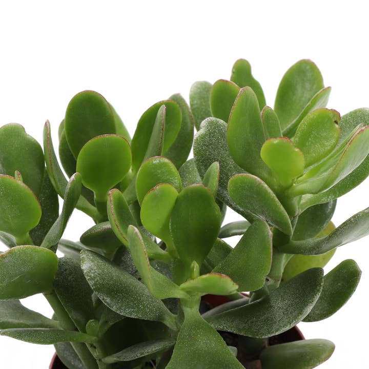 Thorsen's Greenhouse - Wholesale Succulent - Jade Succulent Plant - Live Plant