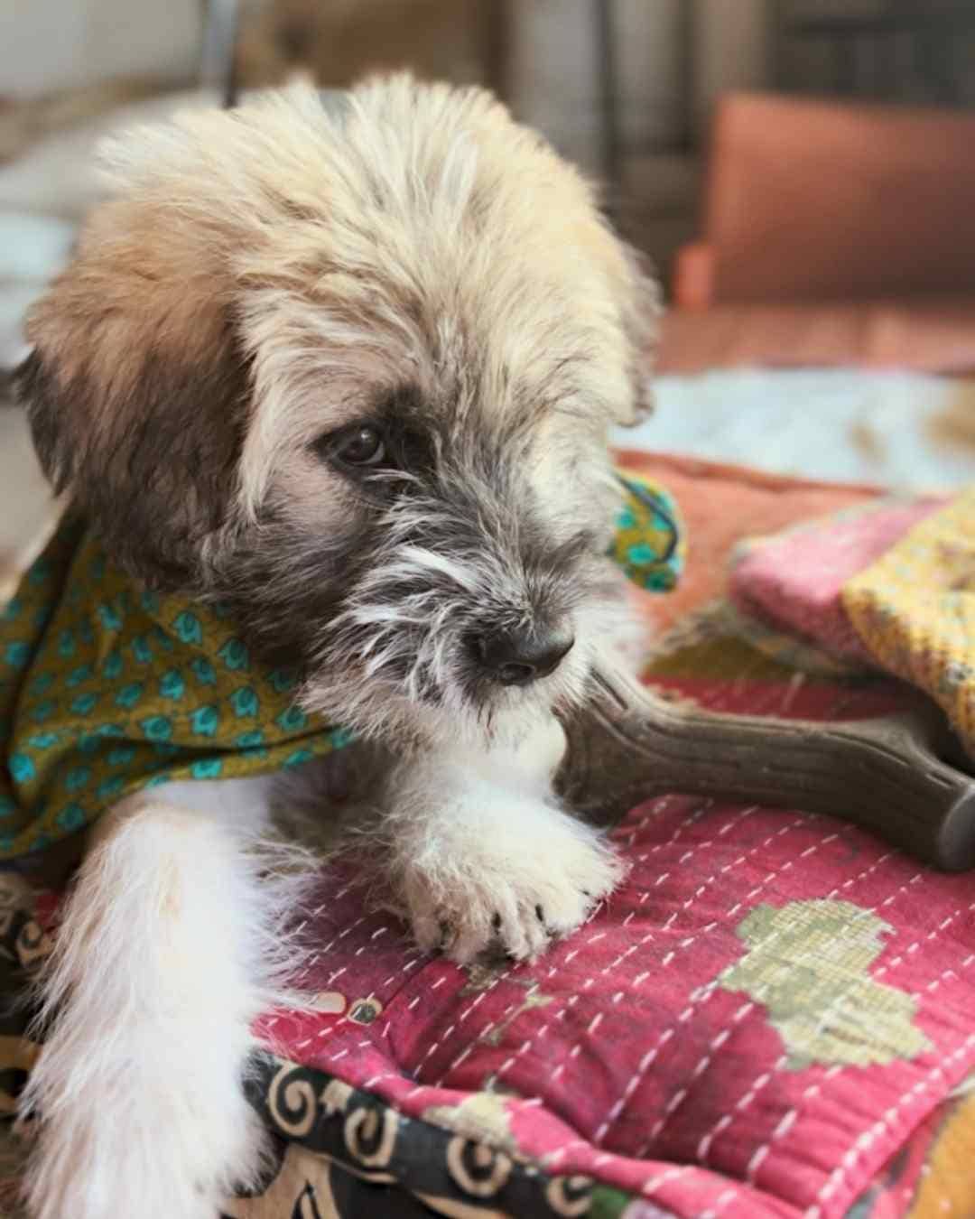 Wylder Trading Company - Wholesale Bandana - Unisex - Silk Bandana Cowgirl Boho Western Eclectic Scarves Ethical15