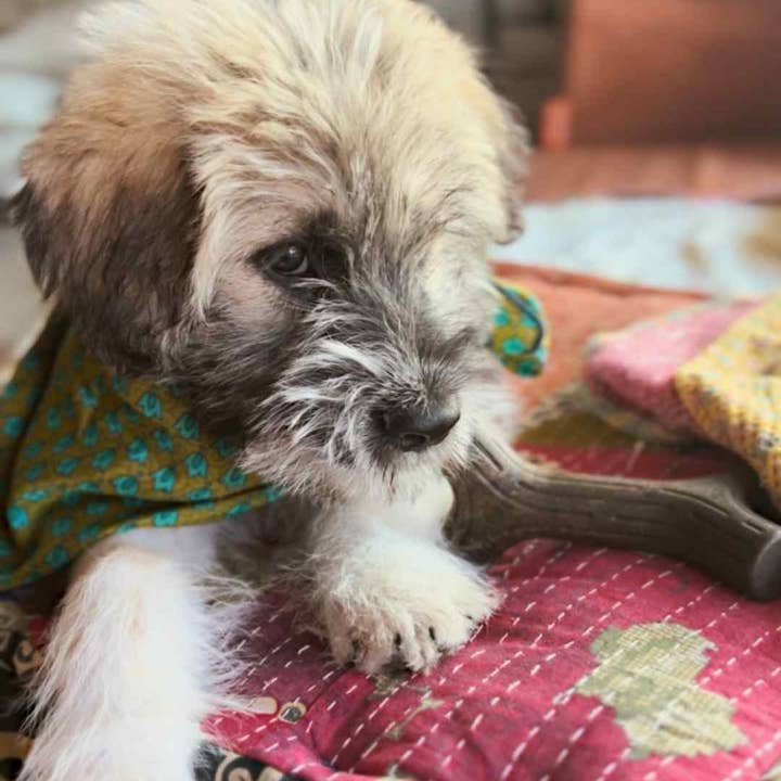 Wylder Trading Company - Wholesale Bandana - Unisex - Silk Bandana Cowgirl Boho Western Eclectic Scarves Ethical15