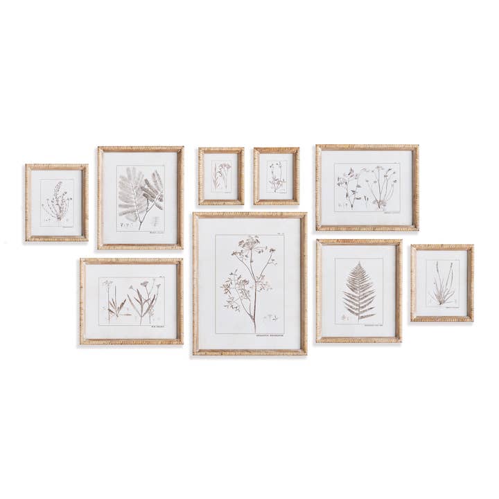 Étude botanique en sépia pour la vente par Napa Home & Garden