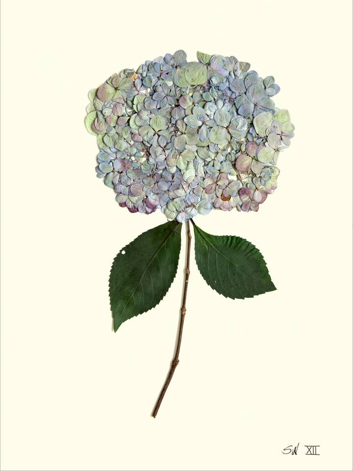 Mosaïque Violette Hortensia Pressé XII - Impression d'Art Botanique Encadrée pour la vente par Homegrown Art Co