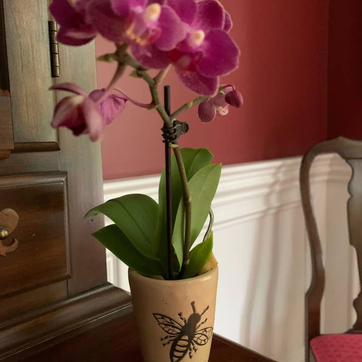 Women of the Cloud Forest - Wholesale Vase - Orchid Vase - Honeybee2
