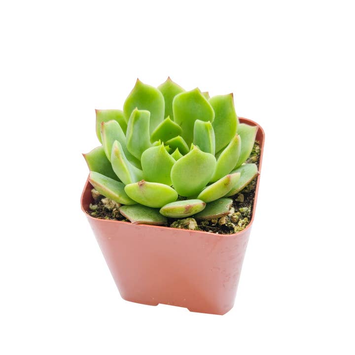 Best Plant Friend - Wholesale Succulent - Echeveria Ramillette - Live Green Succulents 2/4 inch Pot7