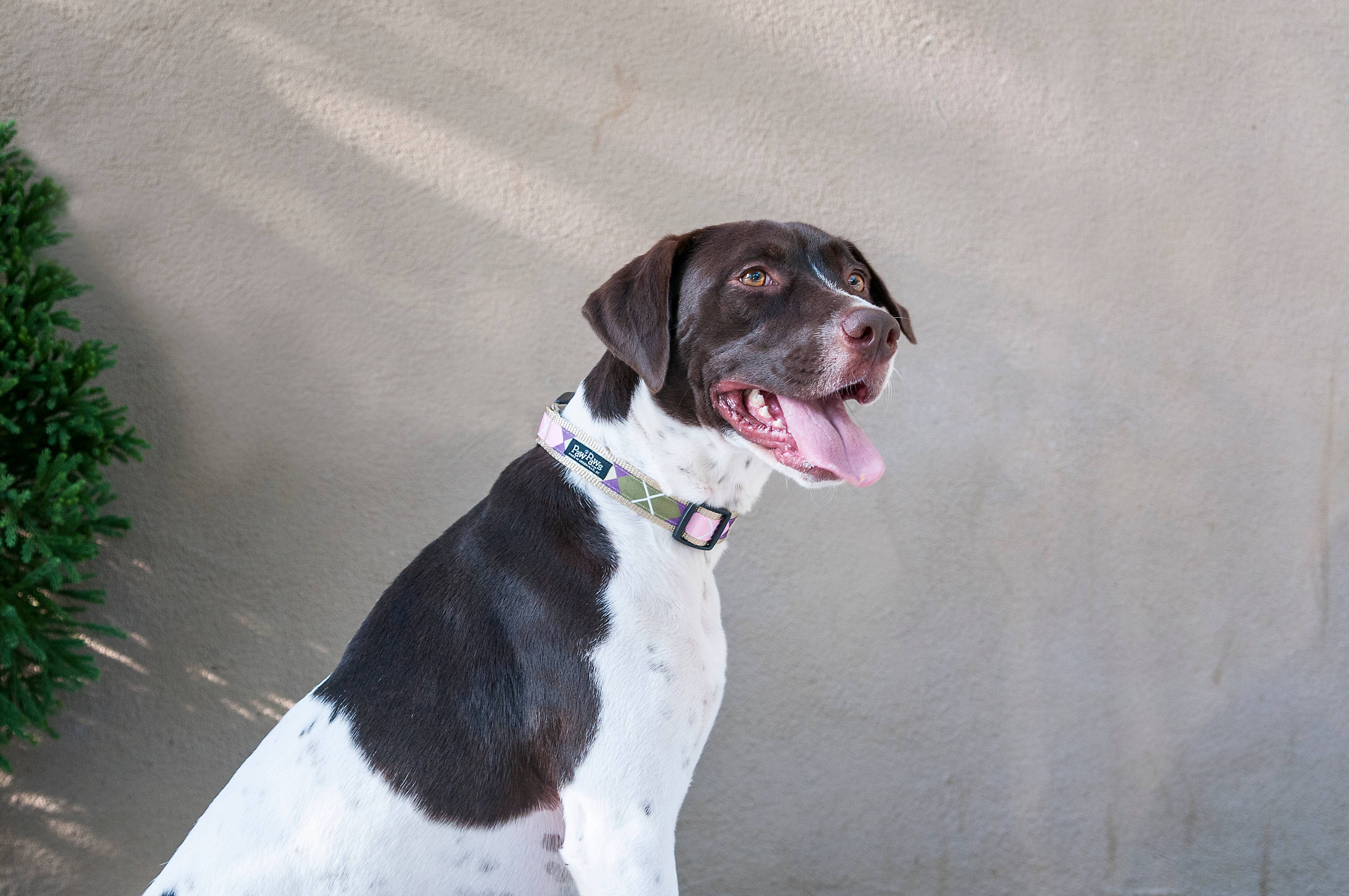 Paw Paws USA - Wholesale Pet Collar - Dog - Sweet Pea Dog Collar4