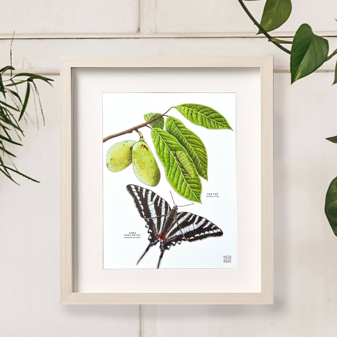 Moss and Mineral - Wholesale Art Print - Zebra Swallowtail Butterfly and Paw Paw, Botanical Illustrat5