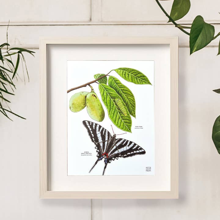Moss and Mineral - Wholesale Art Print - Zebra Swallowtail Butterfly and Paw Paw, Botanical Illustrat5