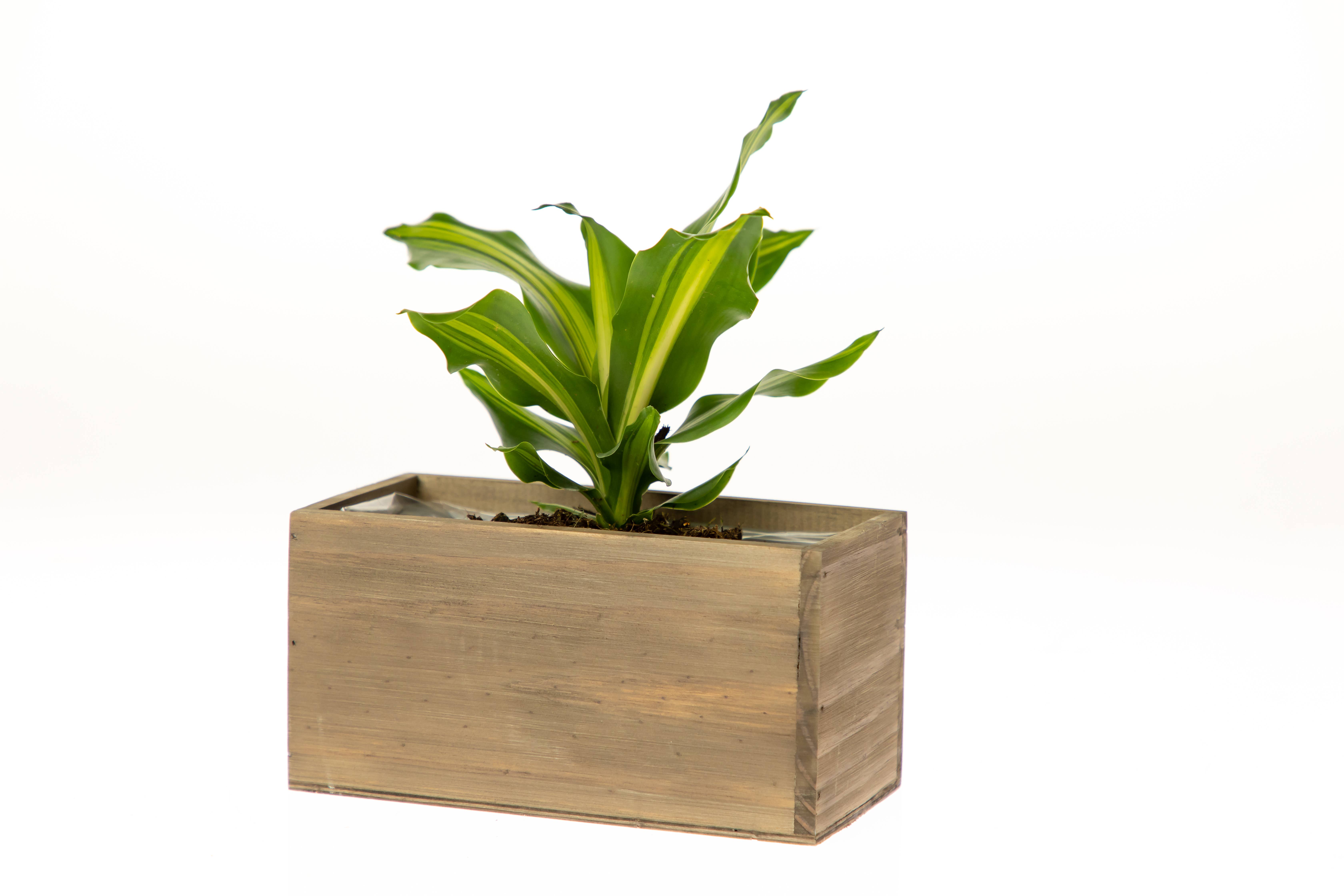 UNIMIX FLORAL - Wholesale Plantenbak - Houten plantenbakken/containers/dozen Floral Plant 8 „x4"7