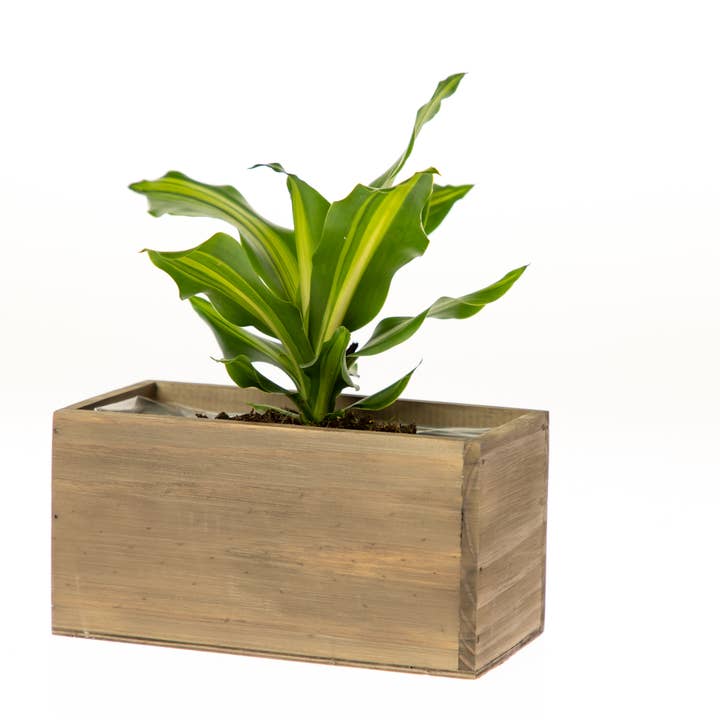 UNIMIX FLORAL - Wholesale Planter Box - Wood Planters/Containers/Boxes Floral Plant 8"x4"3