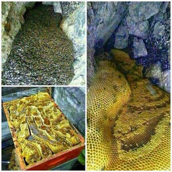 Zayti L.T.D.M - Wholesale Honey - Sidr Malaki Jujube Honey – The Gold of Yemen – 100% Pure and N7