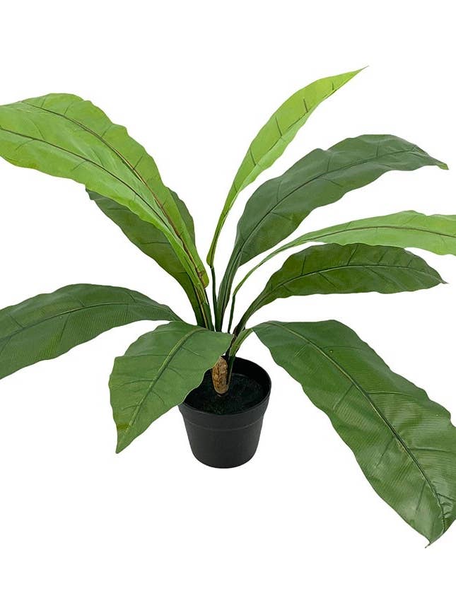 P.Hel Bird's Nest 10 70 cmC/Mac for wholesale by Aguilar Málaga