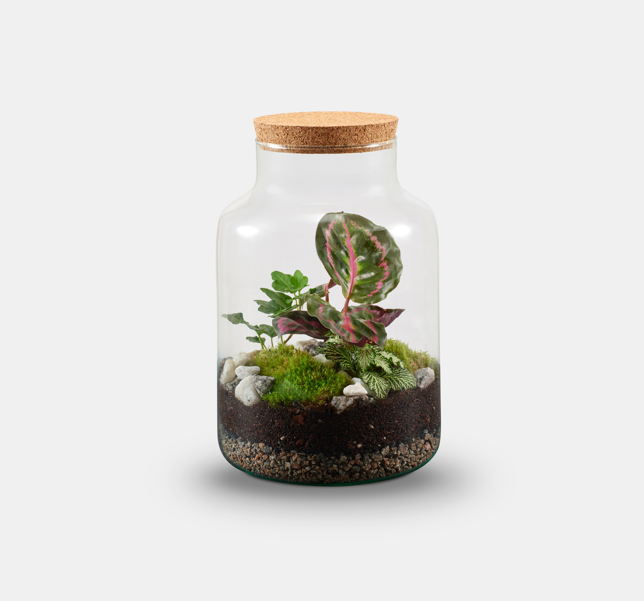 Underglass Terrariums - Vente Terrariums - Kit complet de terrarium à faire soi-même2