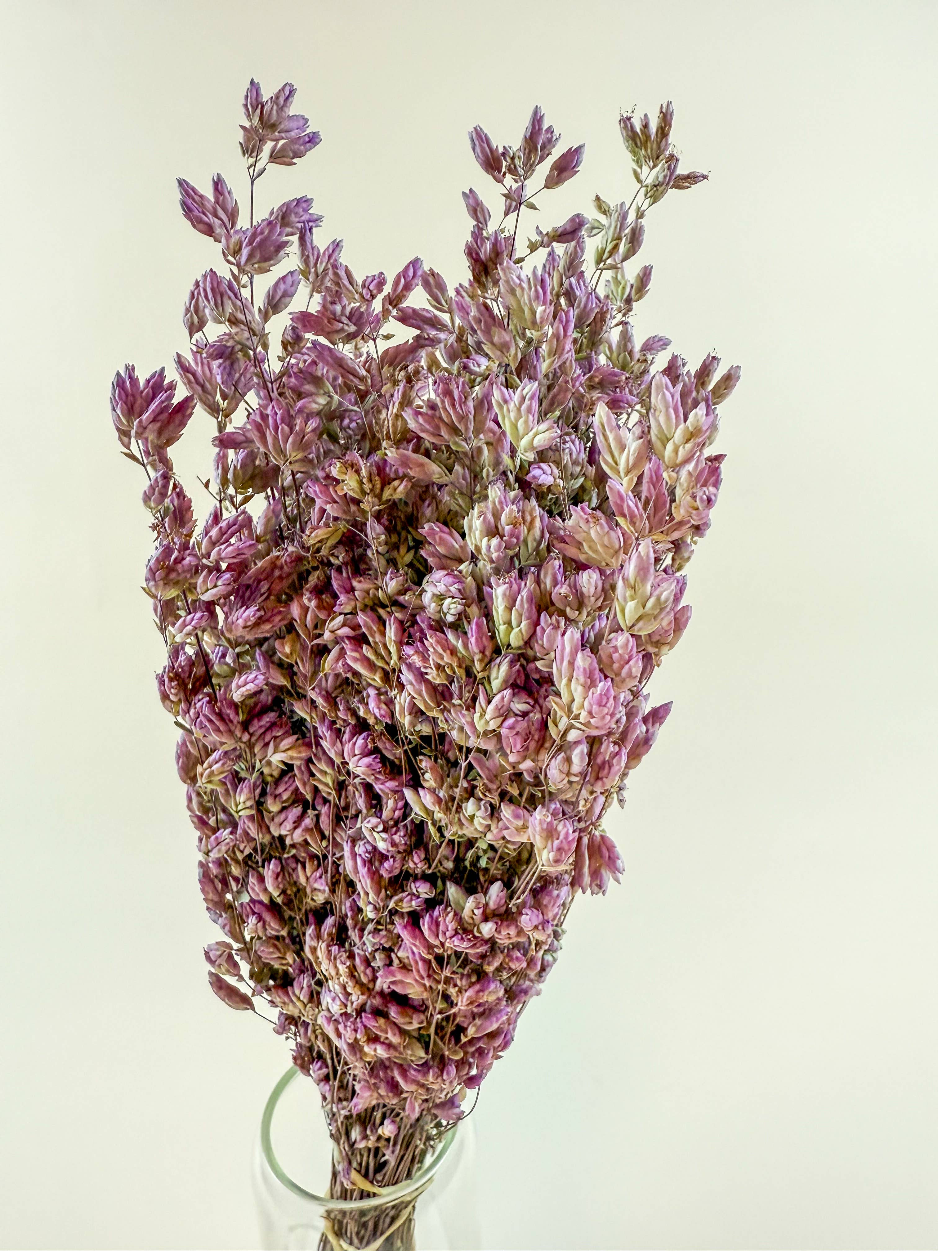 Lovejoy Farms Premium Dried Flowers - Vente Fleur séchée/pressée - Origan Santa Cruz – Herbe décorative naturellement séchée à l'air2