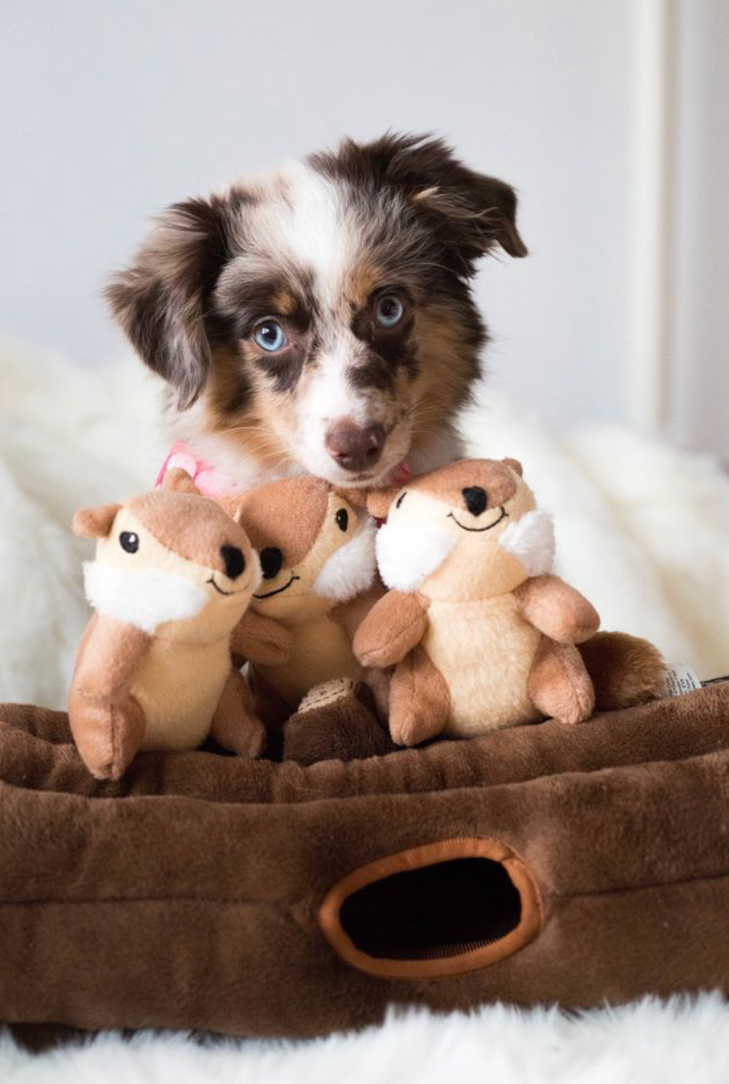 ZippyPaws - Vente Peluche – chien - Zippy Burrow - Jouet pour chien « bûche » avec 3 tamias couinants6