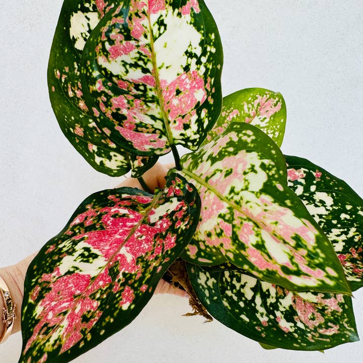 Plant Vault - Wholesale Live Plant - Aglaonema Tricolor Anyamanee0