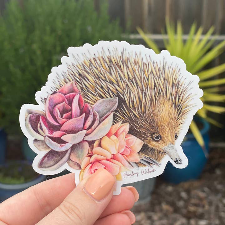 Short-beaked Echidna - Sticker for wholesale by Hayley Wilson
