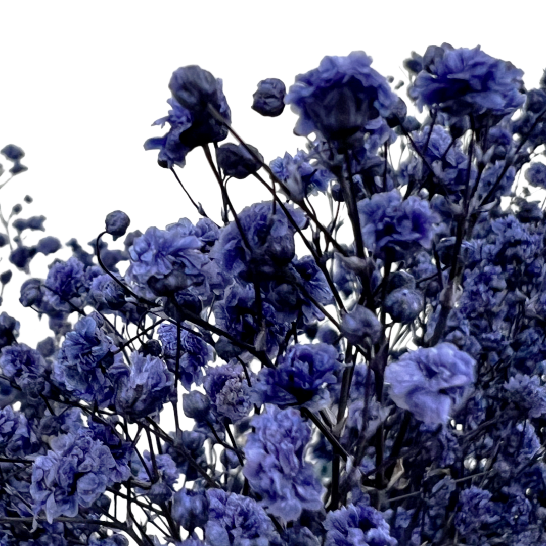 2626 Designs - Wholesale Dried/Pressed Flowers - Preserved Gypsophila, Baby's Breath,24" long1