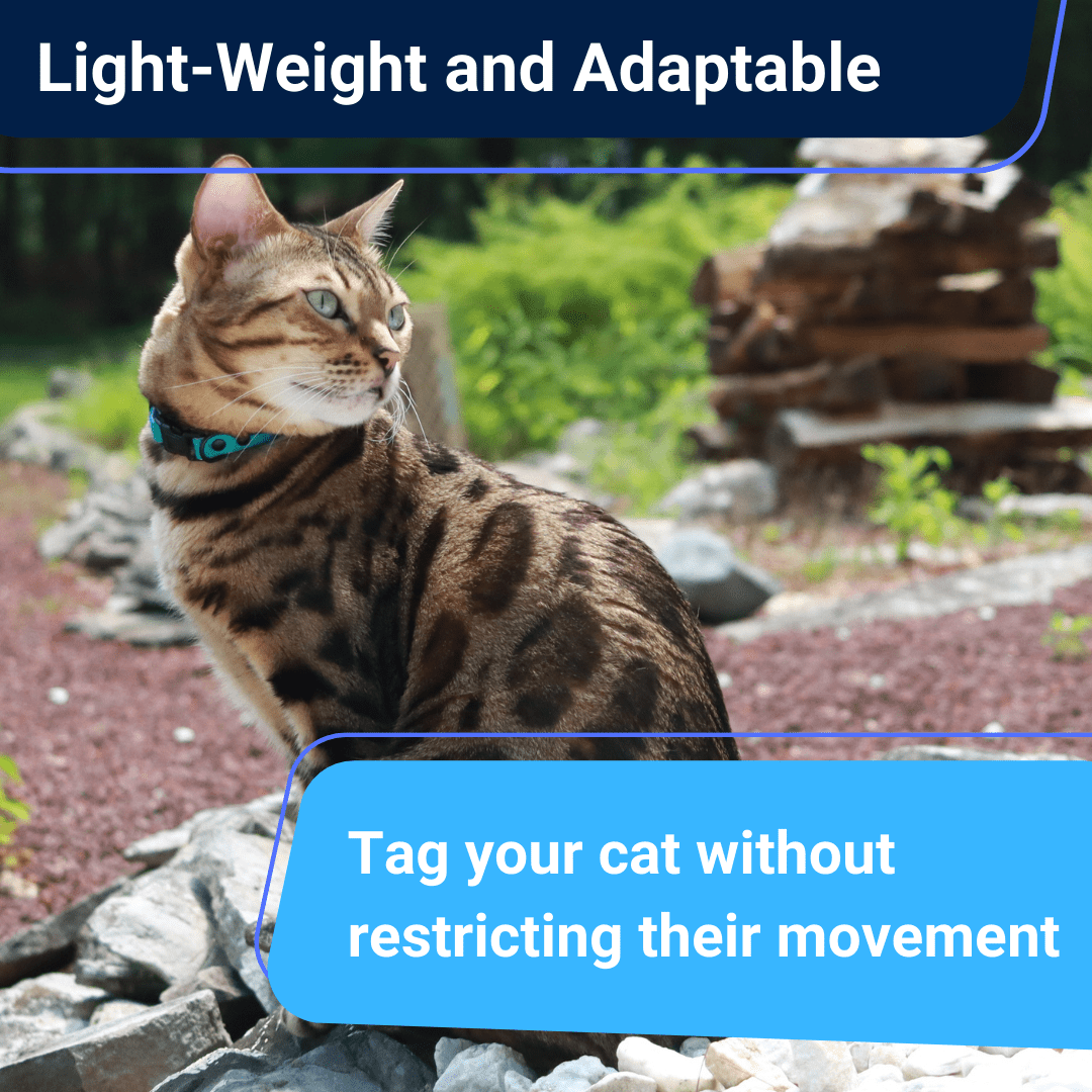 Outdoor Bengal - Wholesale Pet Collar - Cat - Durable Break-Away Cat Collar11