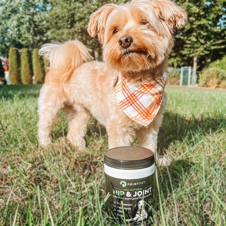 PointPet - Wholesale Voedingssumplementen voor huisdieren - Hond - PointPet® heup en gewricht3