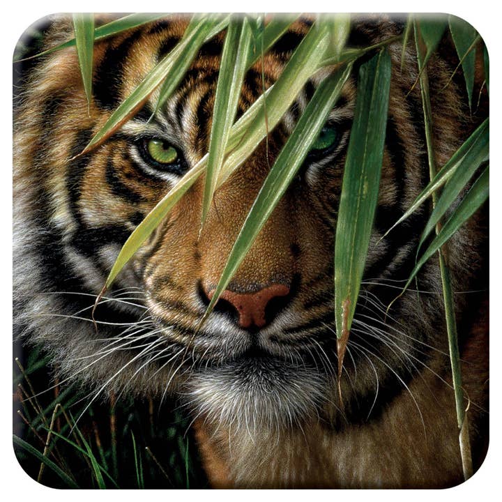 Deluxebase – wholesale Coasters – 3D LiveLife Cork Coasters - Emerald Forest