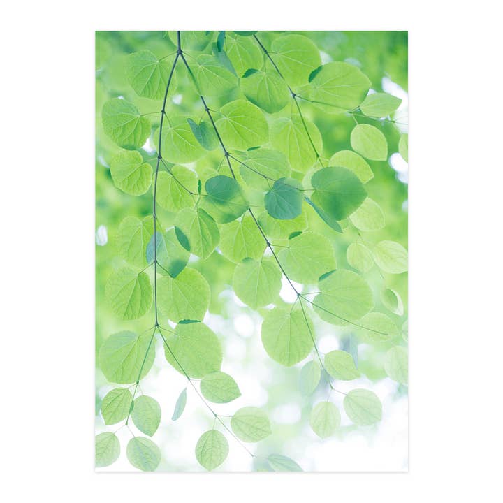 Tarjeta postal "Dosel de hojas" para venta al por mayor de paruspaper. nutzfeine papeterie