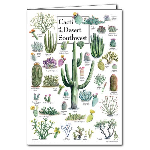 Poster de carte de vœux Cactus of the Desert Southwest pour la vente par Earth Sky + Water
