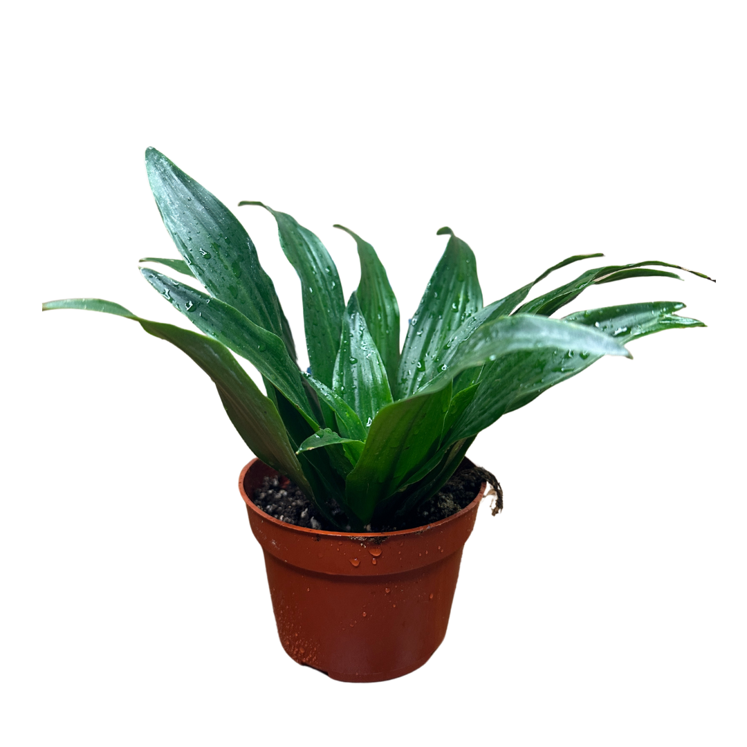 Flow State - Wholesale Live Plant - 4" Dracaena Janet Craig Compacta – Wholesale Live Houseplant2