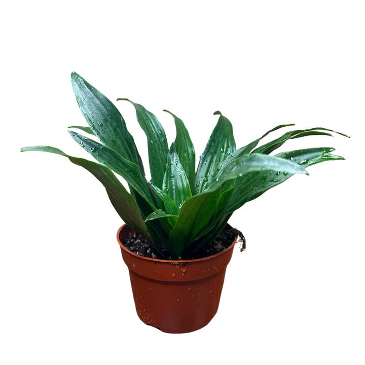 Flow State - Wholesale Live Plant - 4" Dracaena Janet Craig Compacta – Wholesale Live Houseplant2