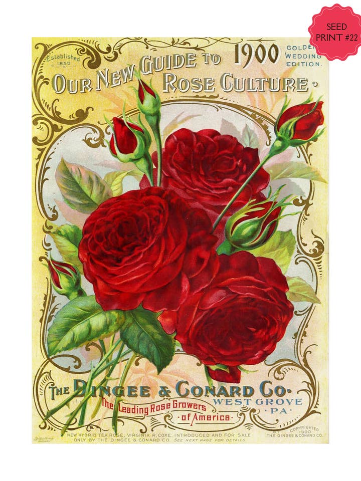 LÁMINA ARTÍSTICA VINTAGE DE PAQUETE DE SEMILLAS #22 para venta al por mayor de Crow's Tourmaline