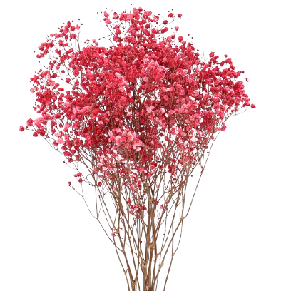 Concari.flores Preservadas - Wholesale Dried/Pressed Flowers - GYPSOPHILA/PRESERVED PANICULATA4