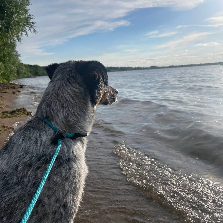 Mad Dog Products - Wholesale Pet Leash - Dog - English Slip Lead - Signature21