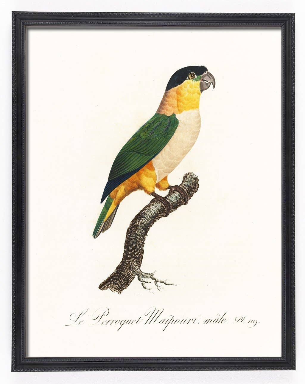 Capricorn Press - Wholesale Gallery wall set - Antique Parrot Print Set - set of 4, 8, or 126