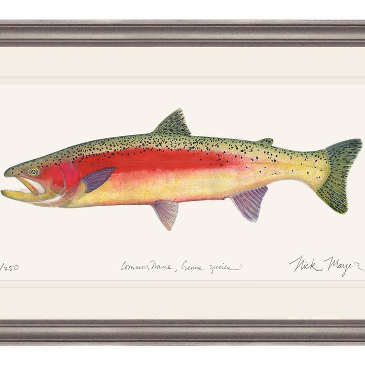 Impression en édition limitée de truite arc-en-ciel de Nouvelle-Zélande pour la vente par Nick Mayer Art