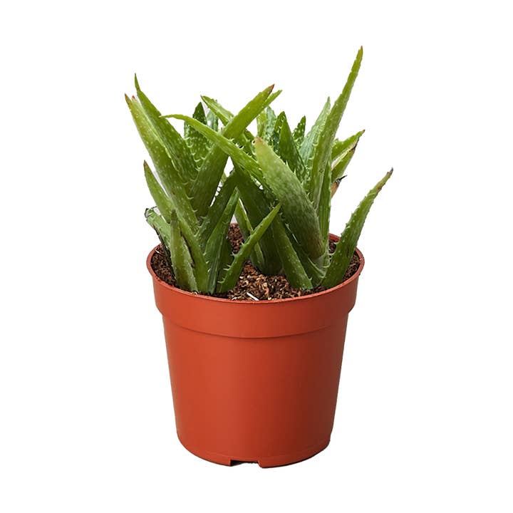 Aloe Succulent 'Tiger Tooth' - 4" Pot for wholesale by House Plant Wholesale