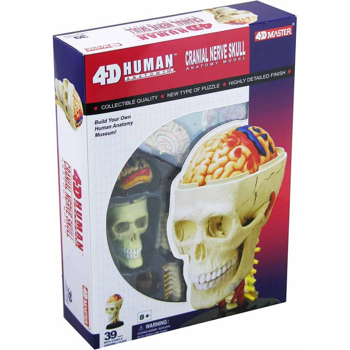 Cranial Nerve Skull Anatomy 4D for wholesale by Hansen Game Gift & Toy Company
