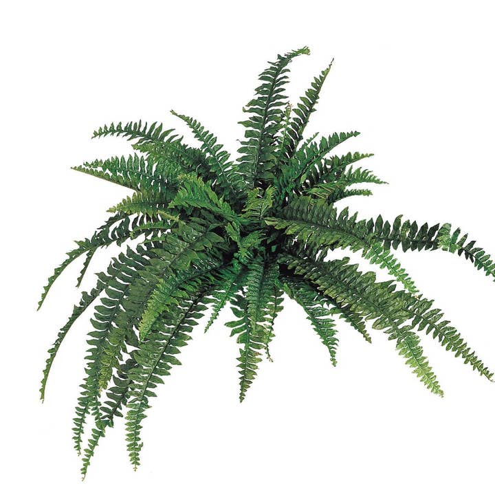 Larksilk - Venta al por mayor Plantas artificiales - Paquete de 2: Helecho de Boston con 48 frondas de seda4