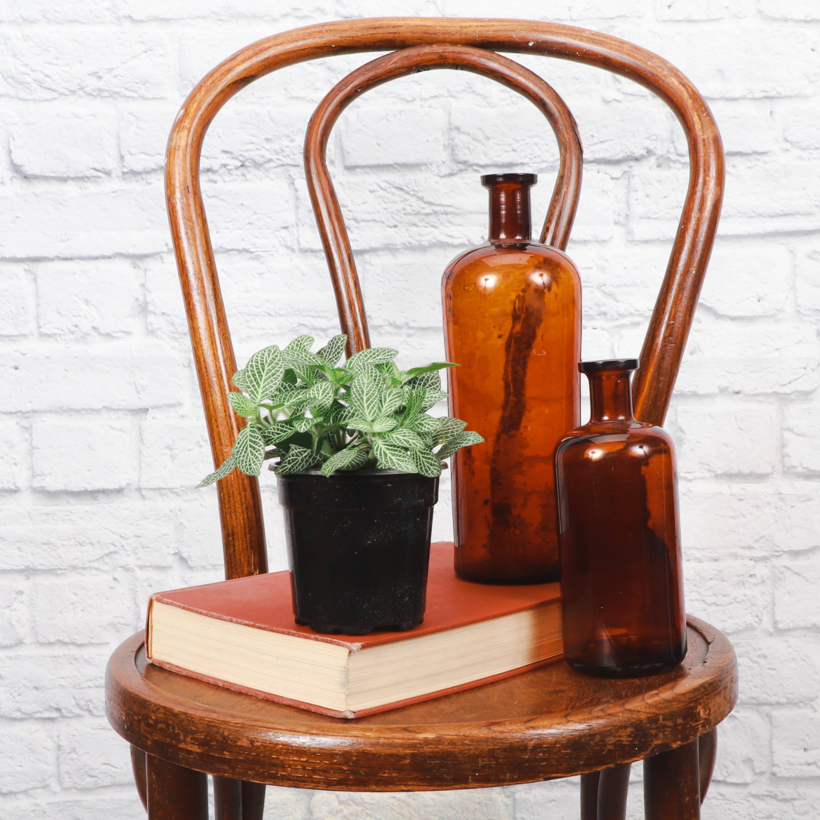 Thorsen's Greenhouse - Vente Plante - Plante nerveuse White Fittonia - Plante vivante2